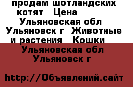 продам шотландских котят › Цена ­ 2 000 - Ульяновская обл., Ульяновск г. Животные и растения » Кошки   . Ульяновская обл.,Ульяновск г.
